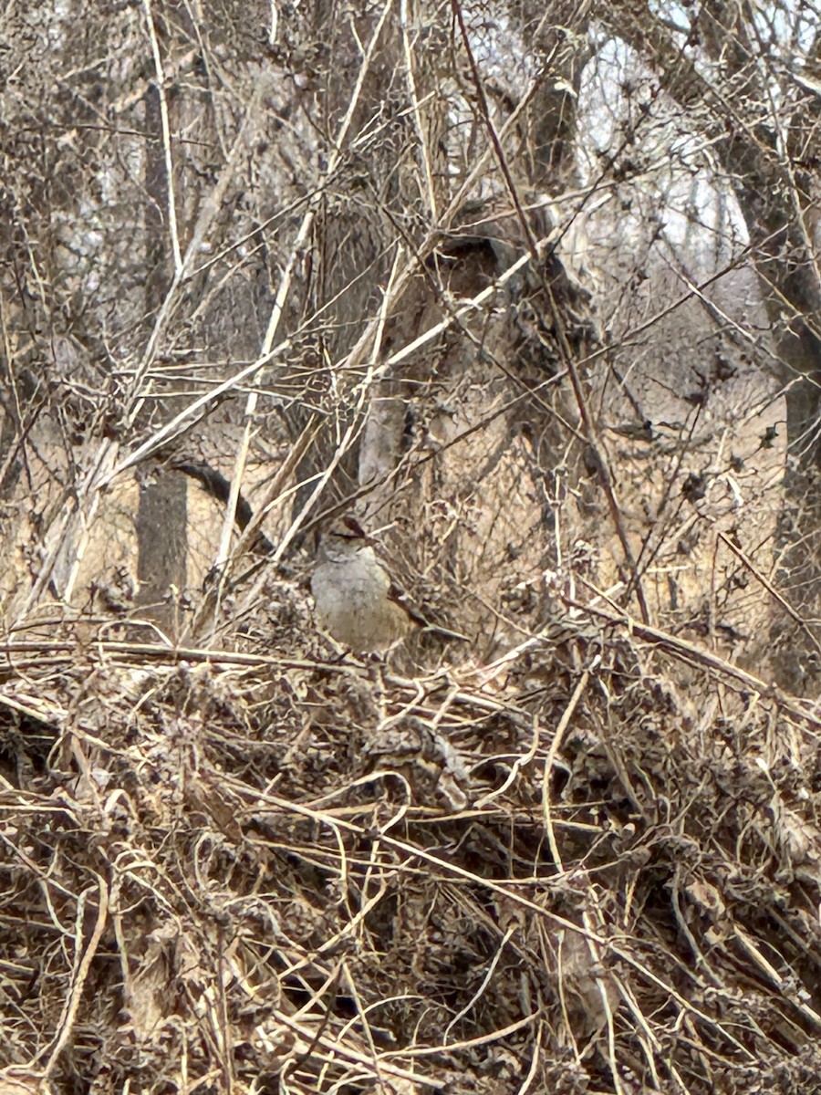 White-crowned Sparrow - ML647408229