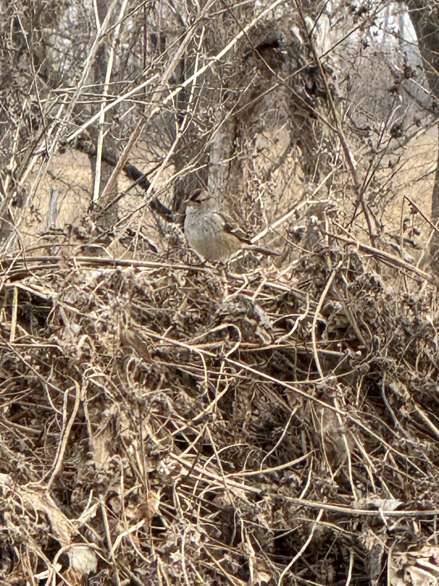 White-crowned Sparrow - ML647408230