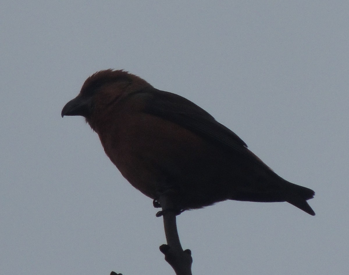 křivka obecná - ML647408240