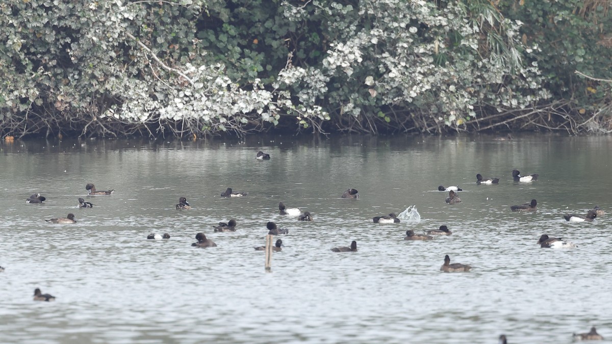 צולל מצויץ - ML647408241