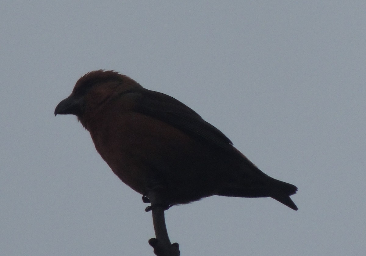 křivka obecná - ML647408243