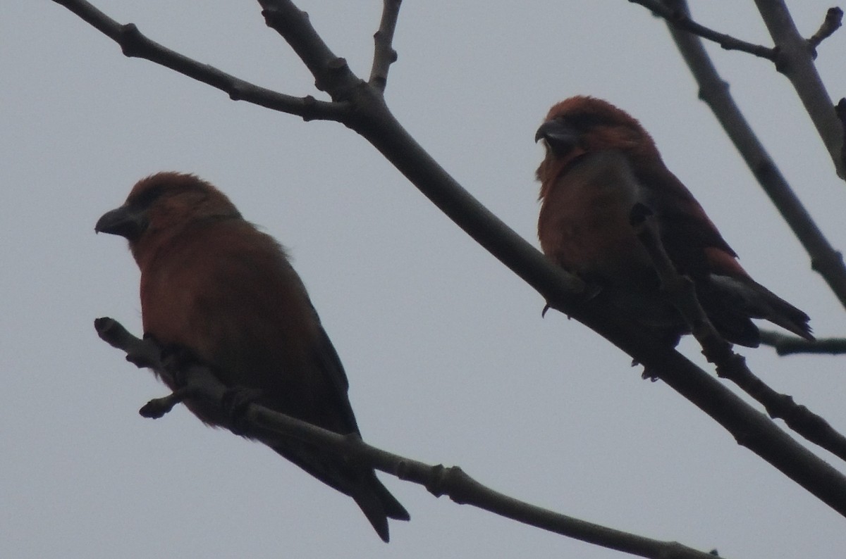 křivka obecná - ML647408244