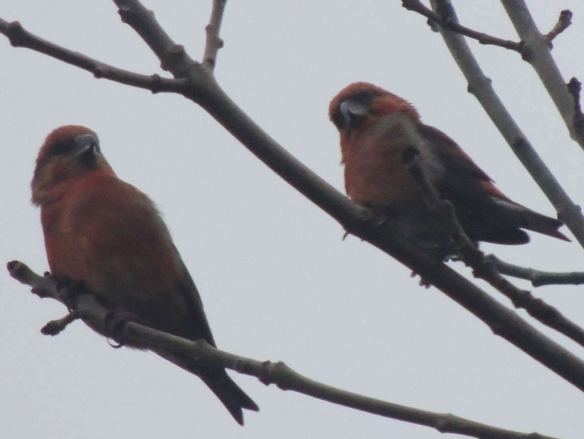 křivka obecná - ML647408245