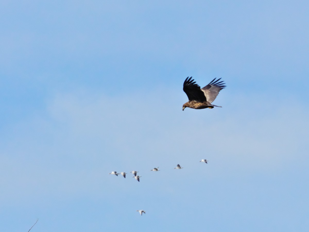 White-tailed Eagle - ML647408251