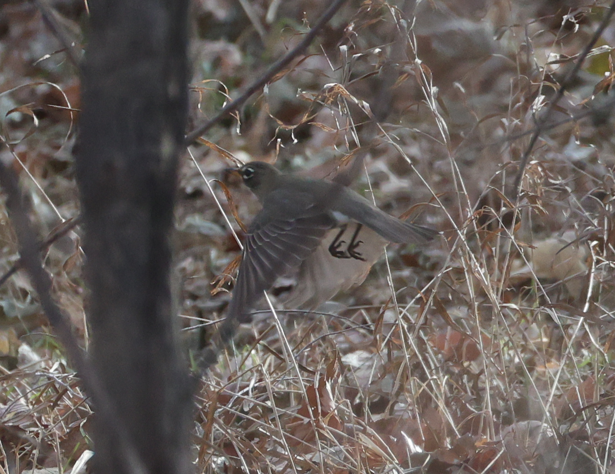 American Robin (migratorius Group) - ML647408252