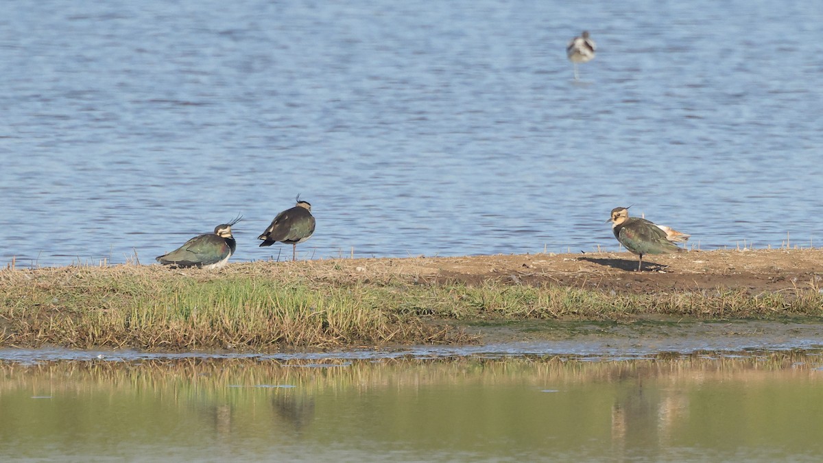 קיווית מצויצת - ML647408253