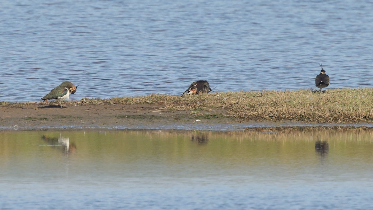 קיווית מצויצת - ML647408254