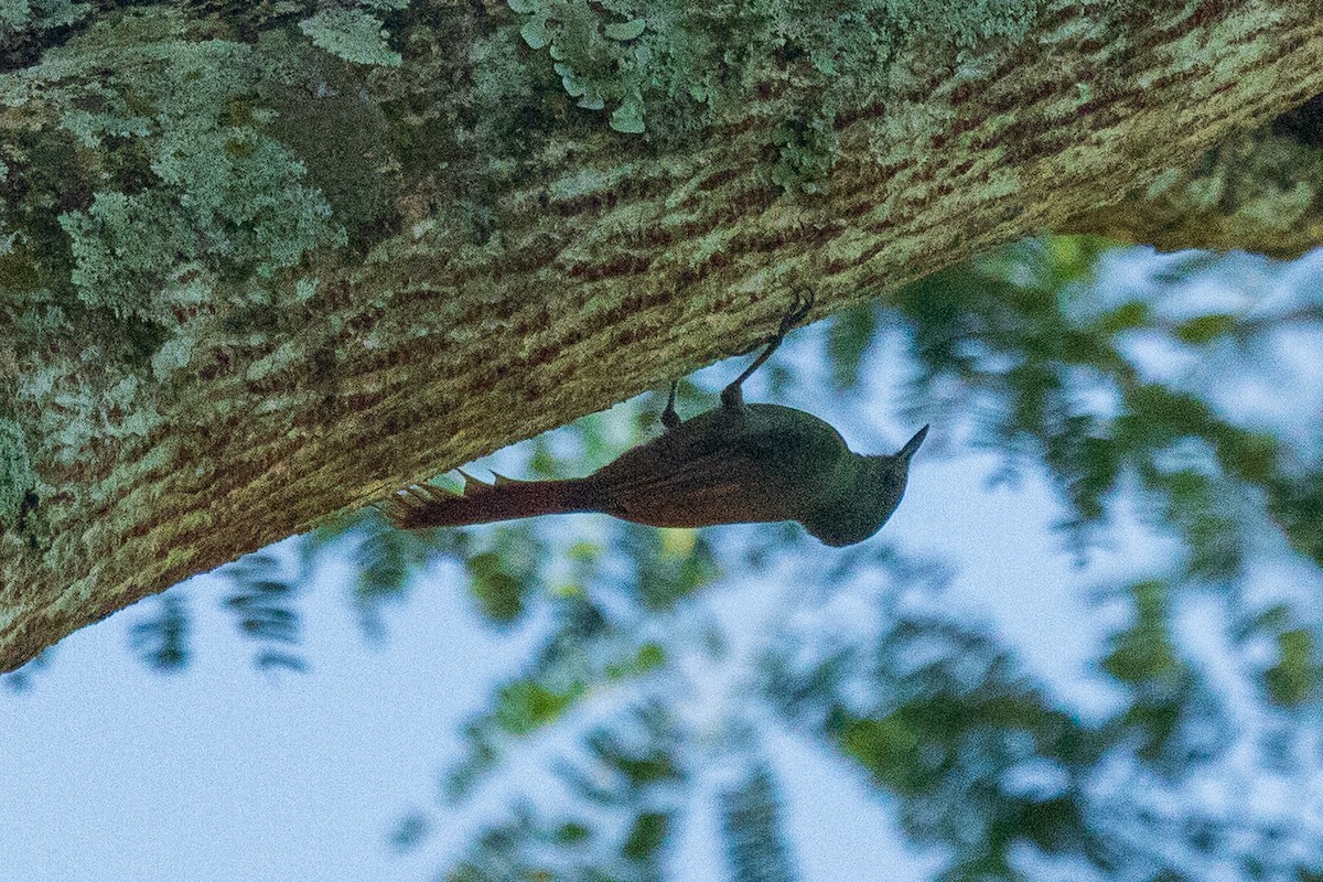 Olivaceous Woodcreeper - ML647408256