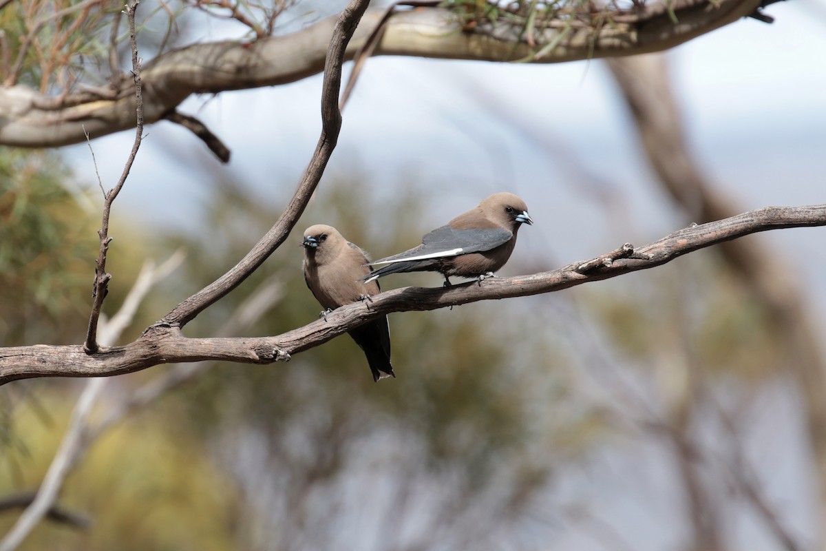 Dusky Woodswallow - ML647408257