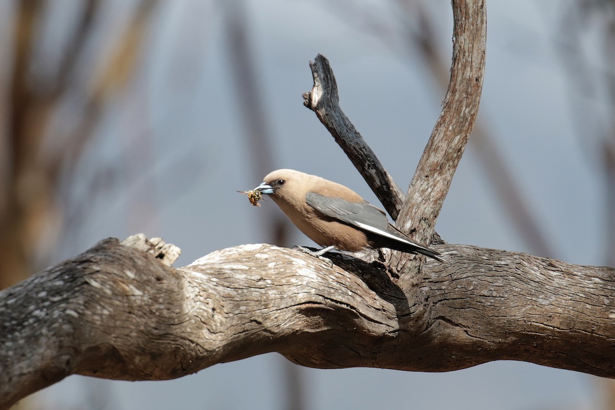 Dusky Woodswallow - ML647408259