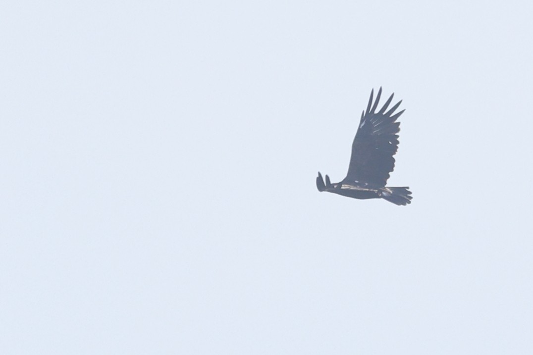 עיט צפרדעים - ML647408273