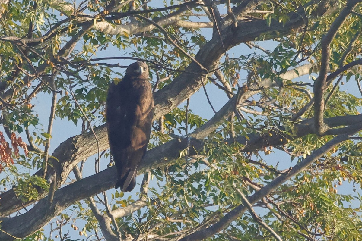 עיט צפרדעים - ML647408274