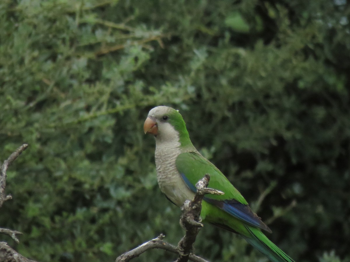 和尚鸚鵡 - ML647408282