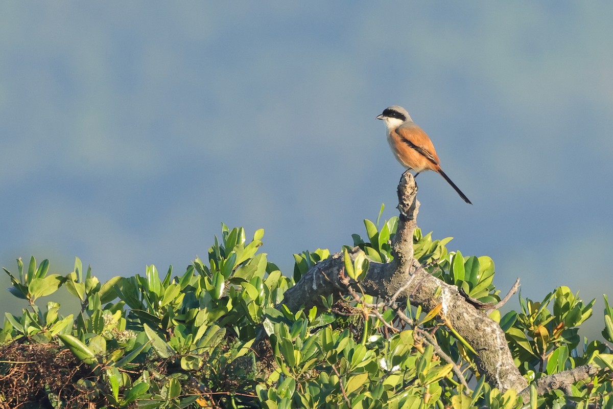 חנקן חלוד-גב - ML647408285