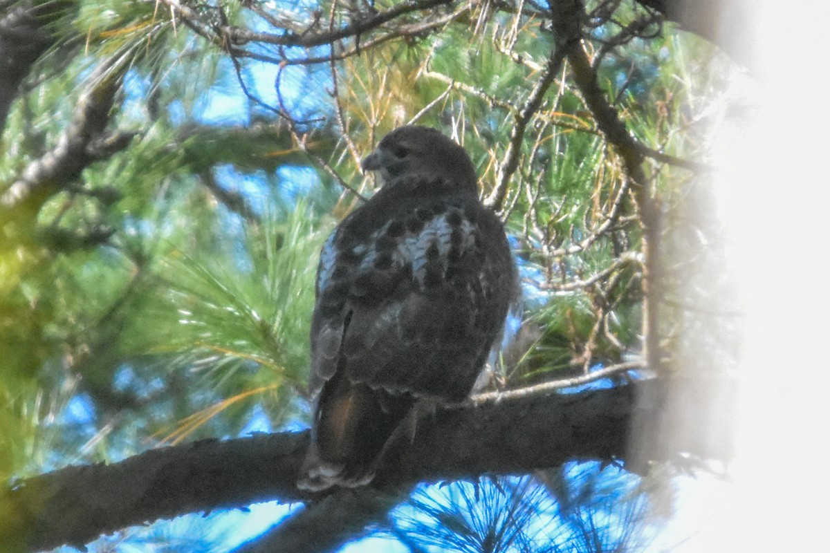 Red-tailed Hawk - ML647408286