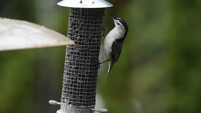 Weißbrustkleiber - ML647408287