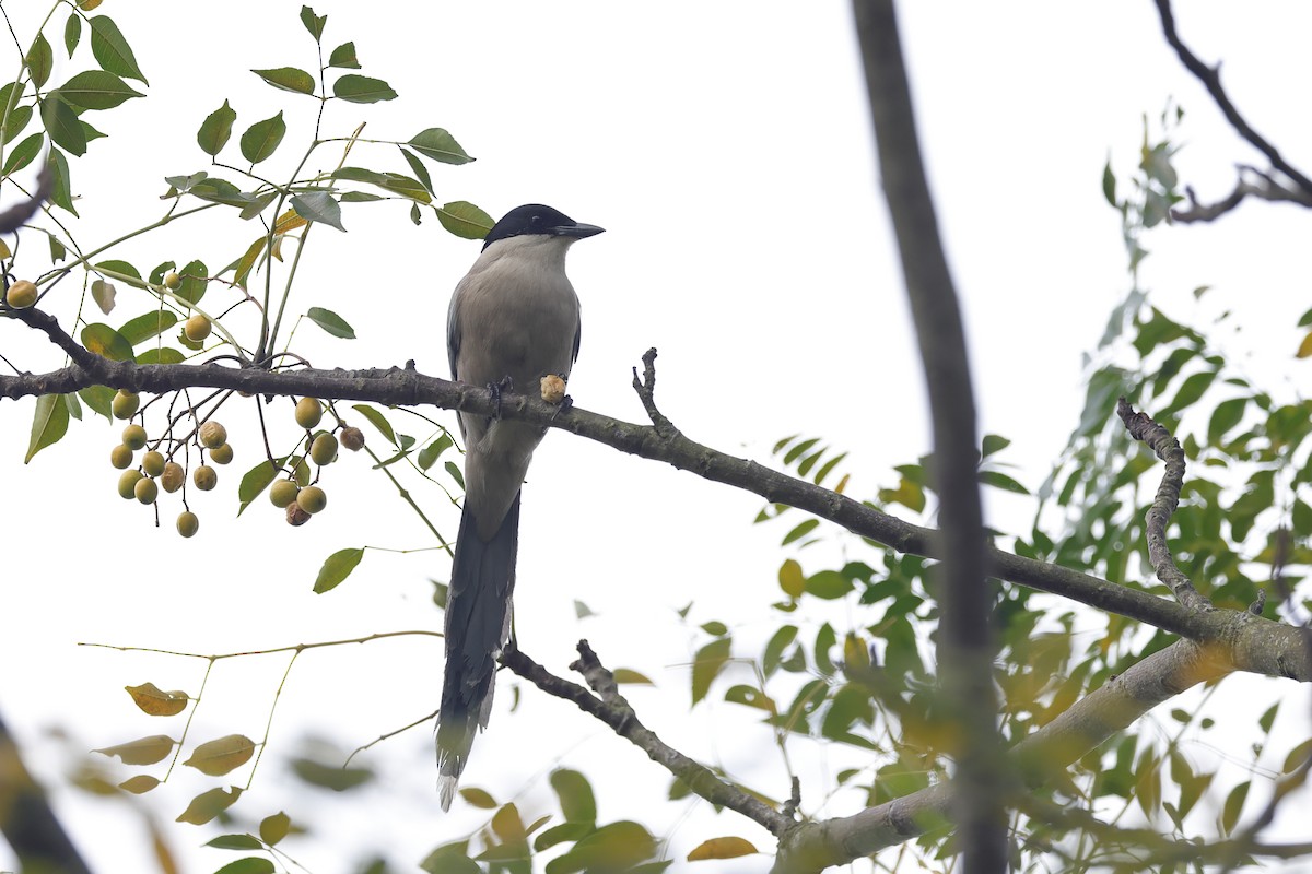 Azure-winged Magpie - ML647408288