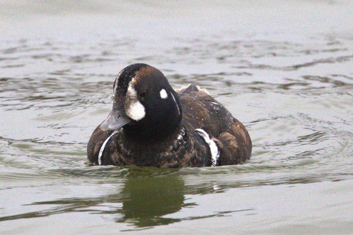 Harlequin Duck - ML647408289