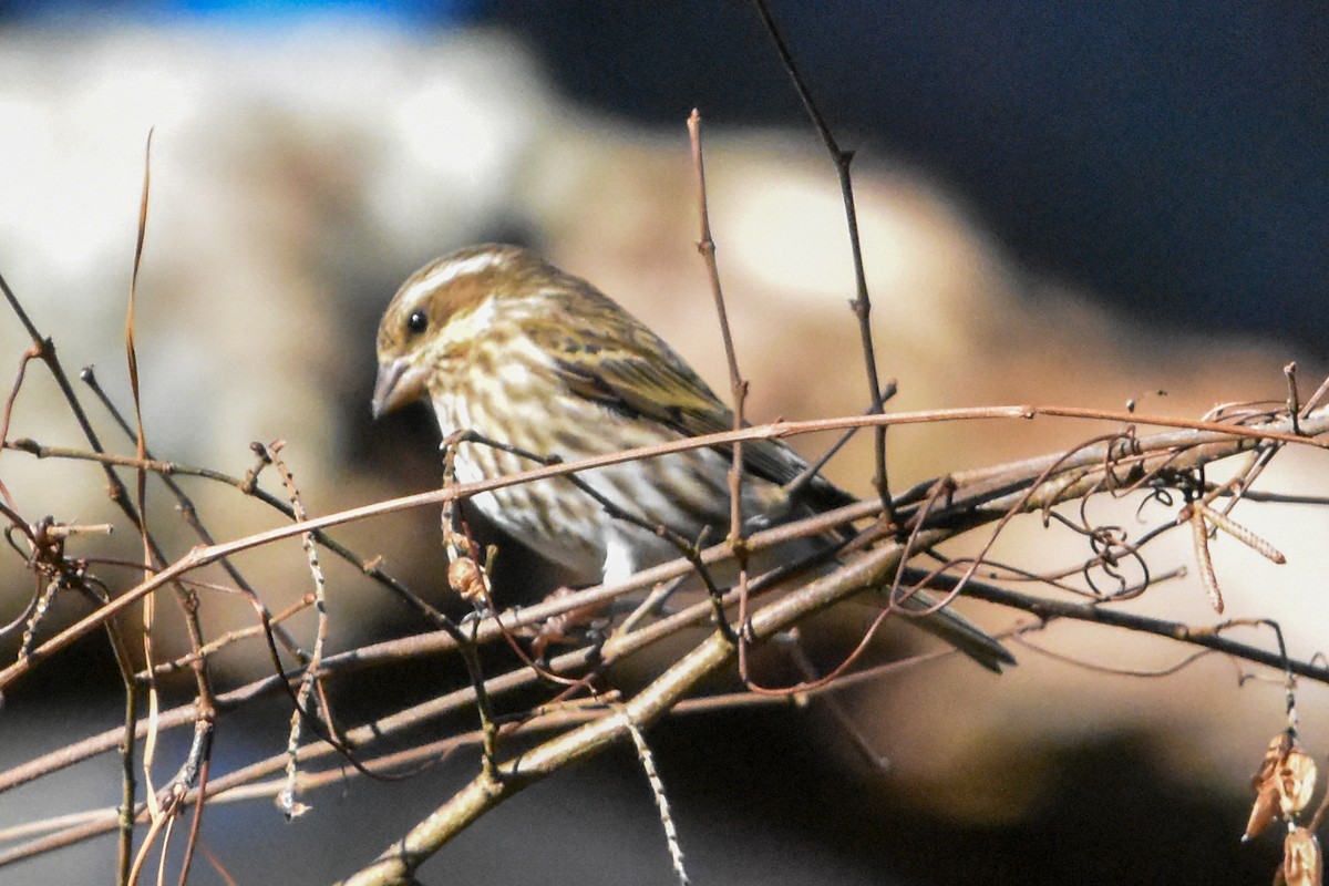 Purple Finch - ML647408292
