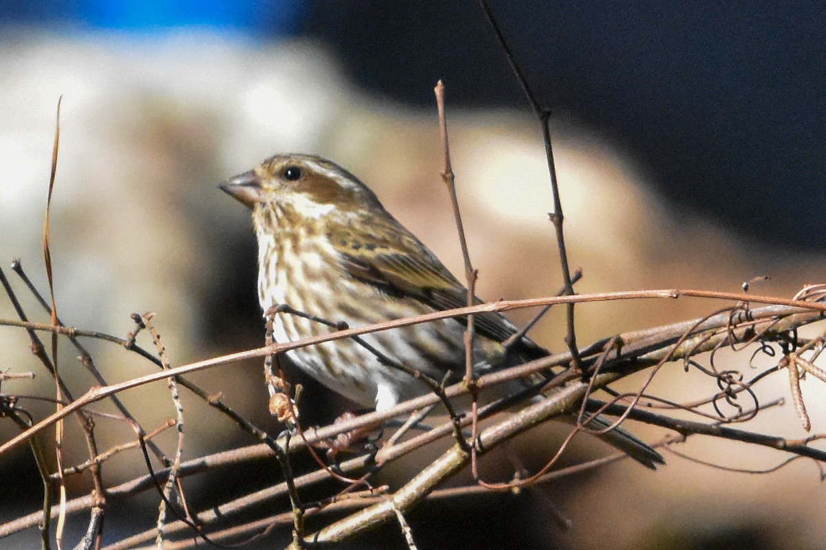 Purple Finch - ML647408293