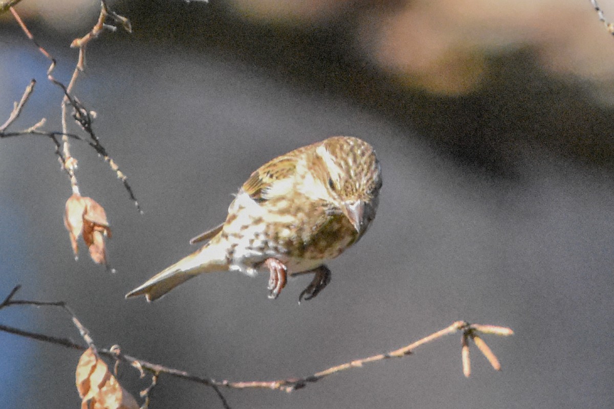 Purple Finch - ML647408294