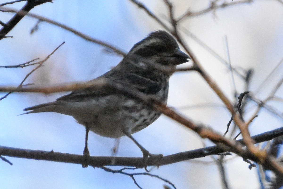Purple Finch - ML647408295