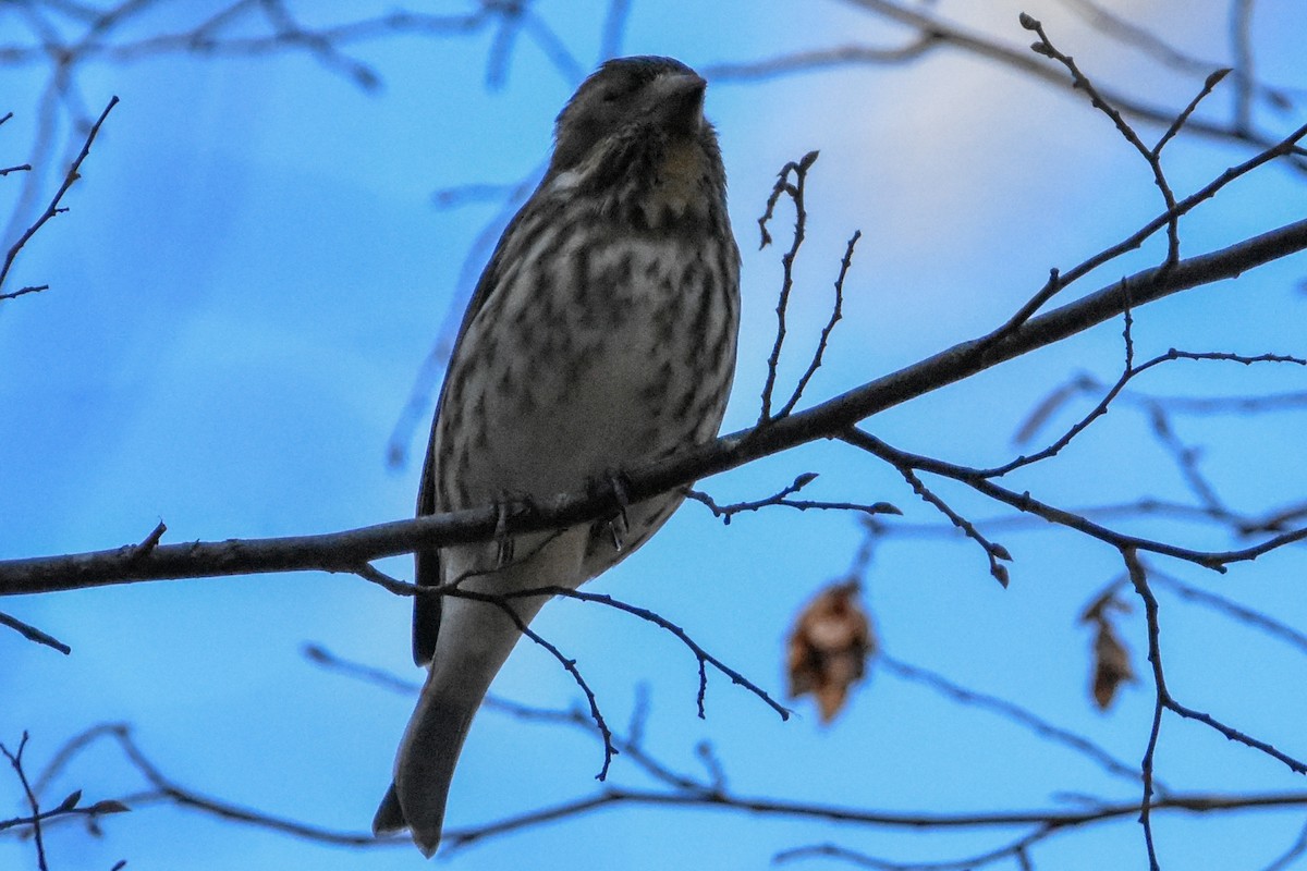 Purple Finch - ML647408296