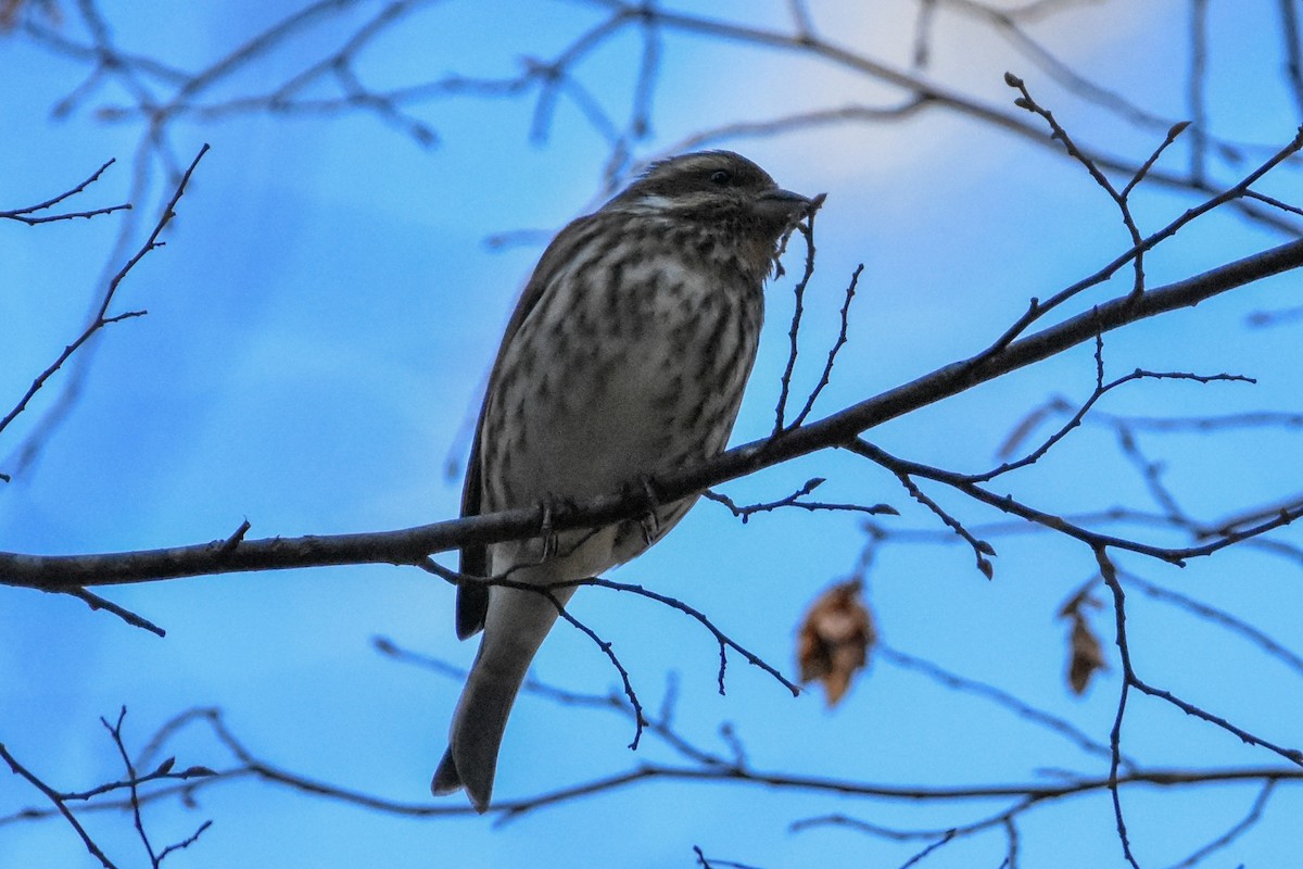 Purple Finch - ML647408297