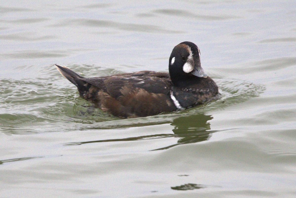 Harlequin Duck - ML647408298