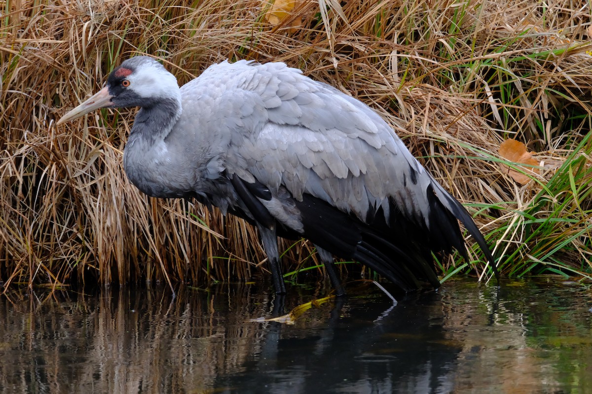 Common Crane - ML647408304