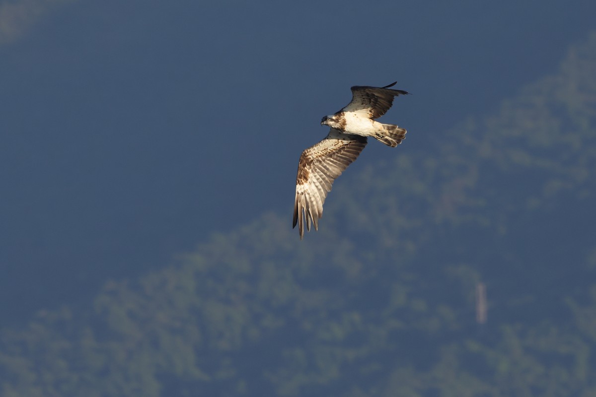 שלך - ML647408308