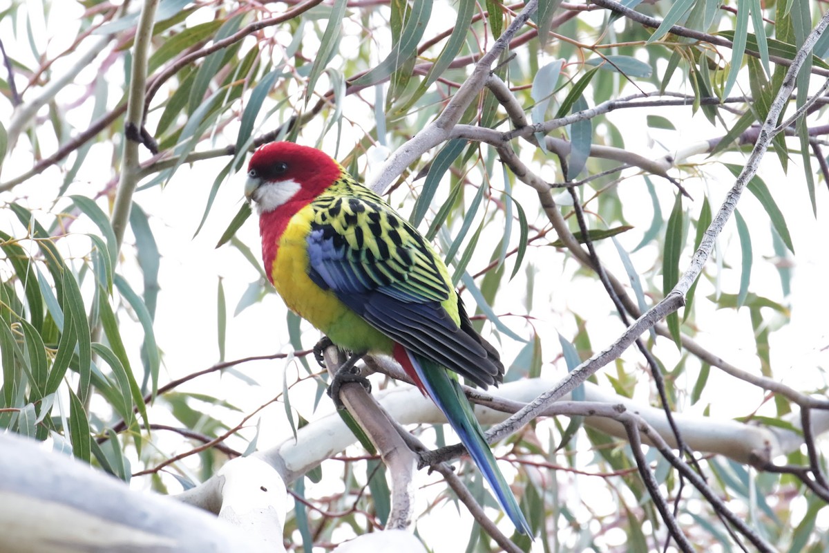 Eastern Rosella - ML647408309