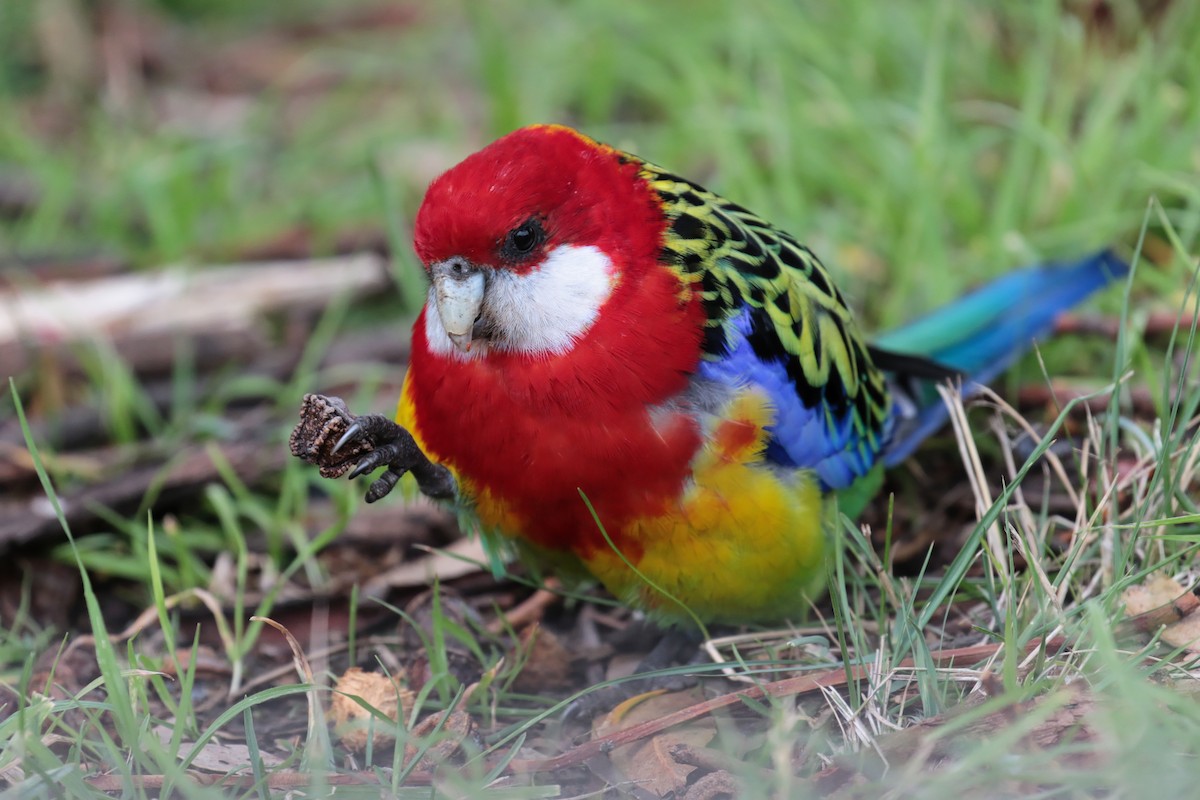 Eastern Rosella - ML647408310