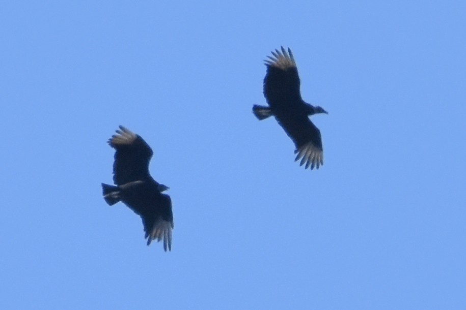 Black Vulture - ML647408311