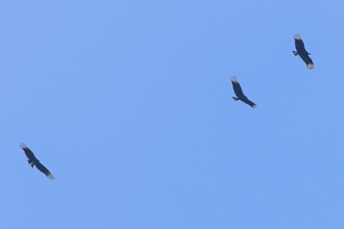 Black Vulture - ML647408313