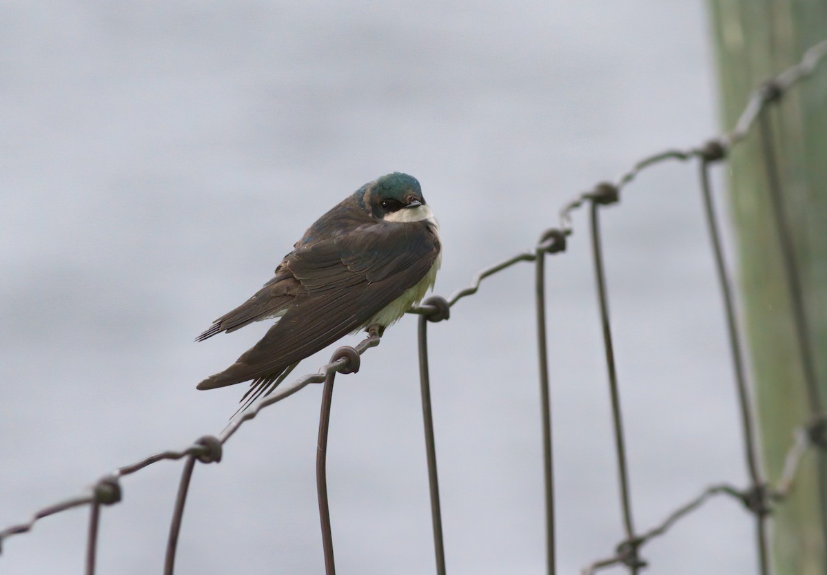 סנונית עצים - ML647408318