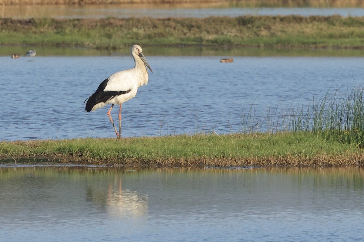 חסידה מזרחית - ML647408324