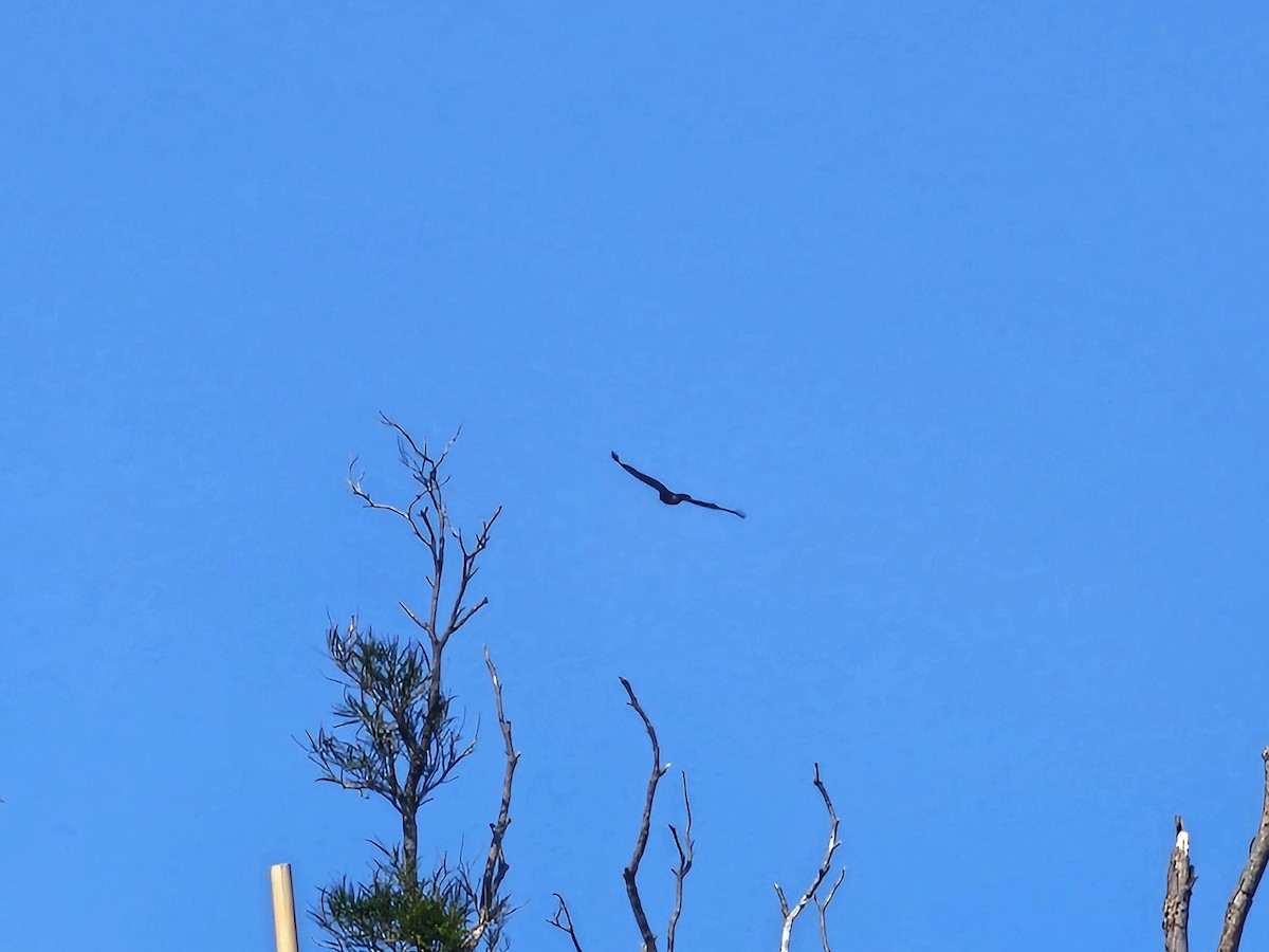 Culebrera Chiíla - ML647408329