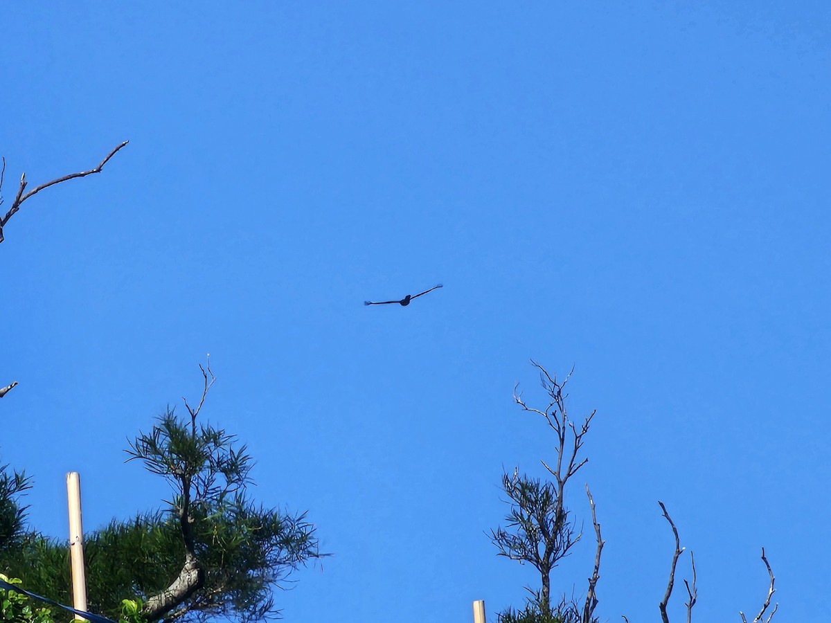 Culebrera Chiíla - ML647408330