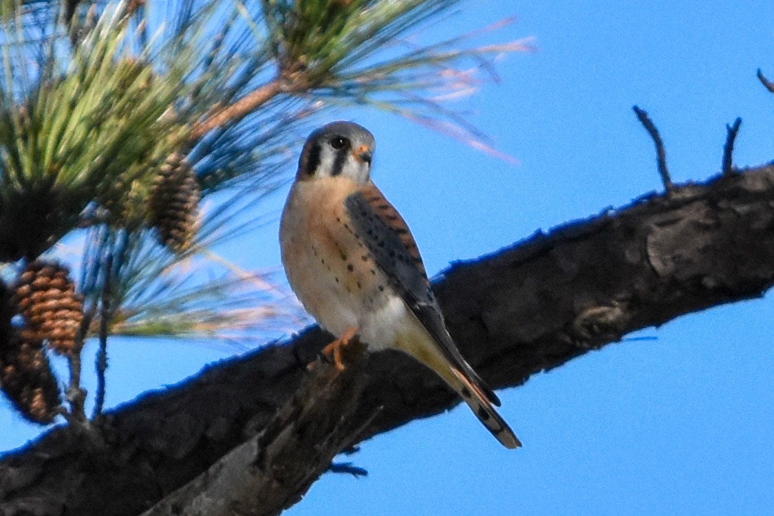 American Kestrel - ML647408333