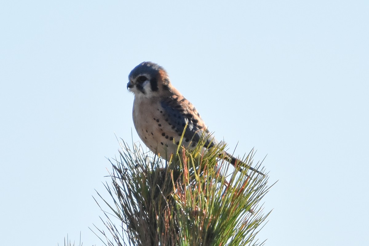 American Kestrel - ML647408334