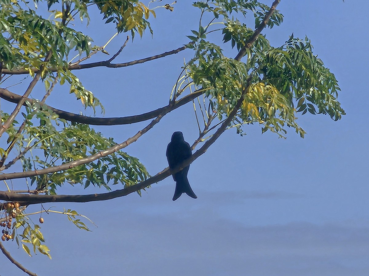 Black Drongo - ML647408336