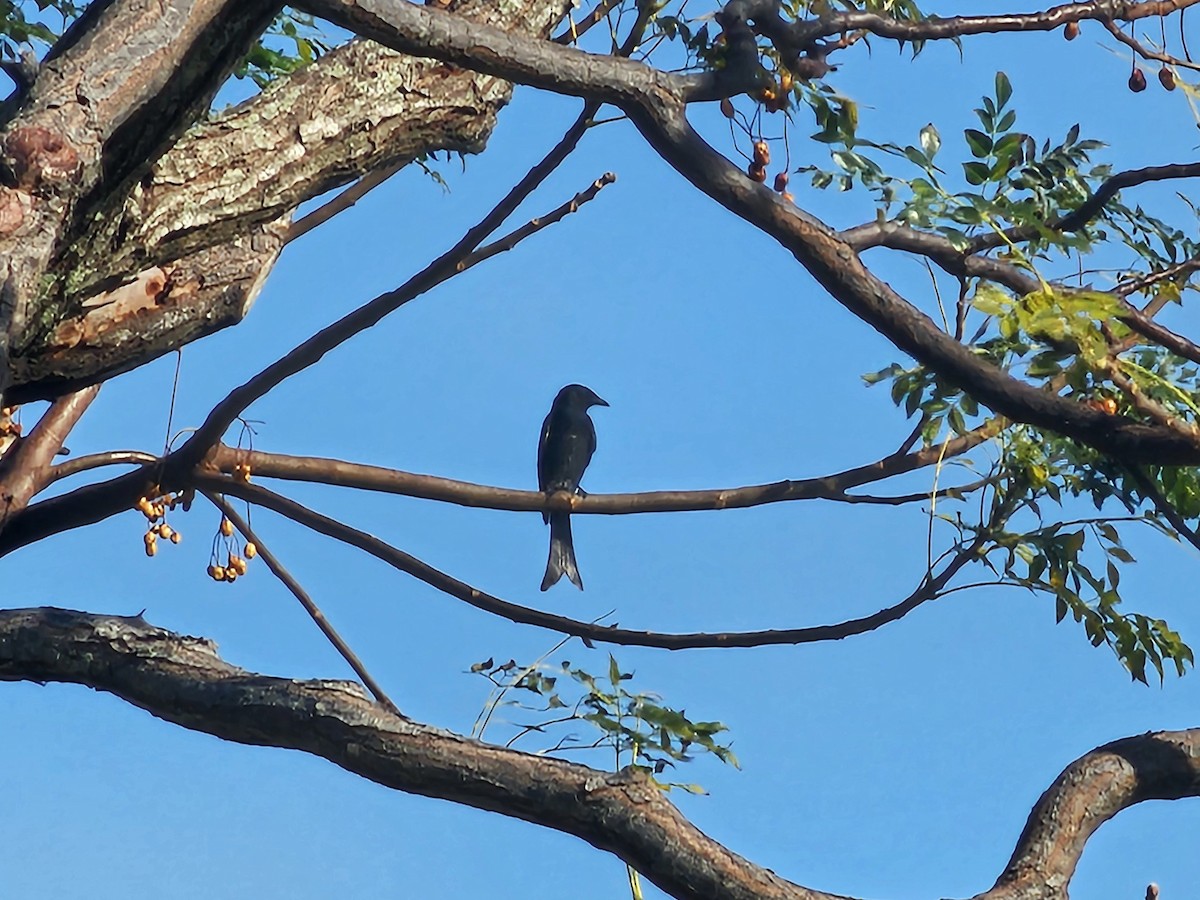 Black Drongo - ML647408337