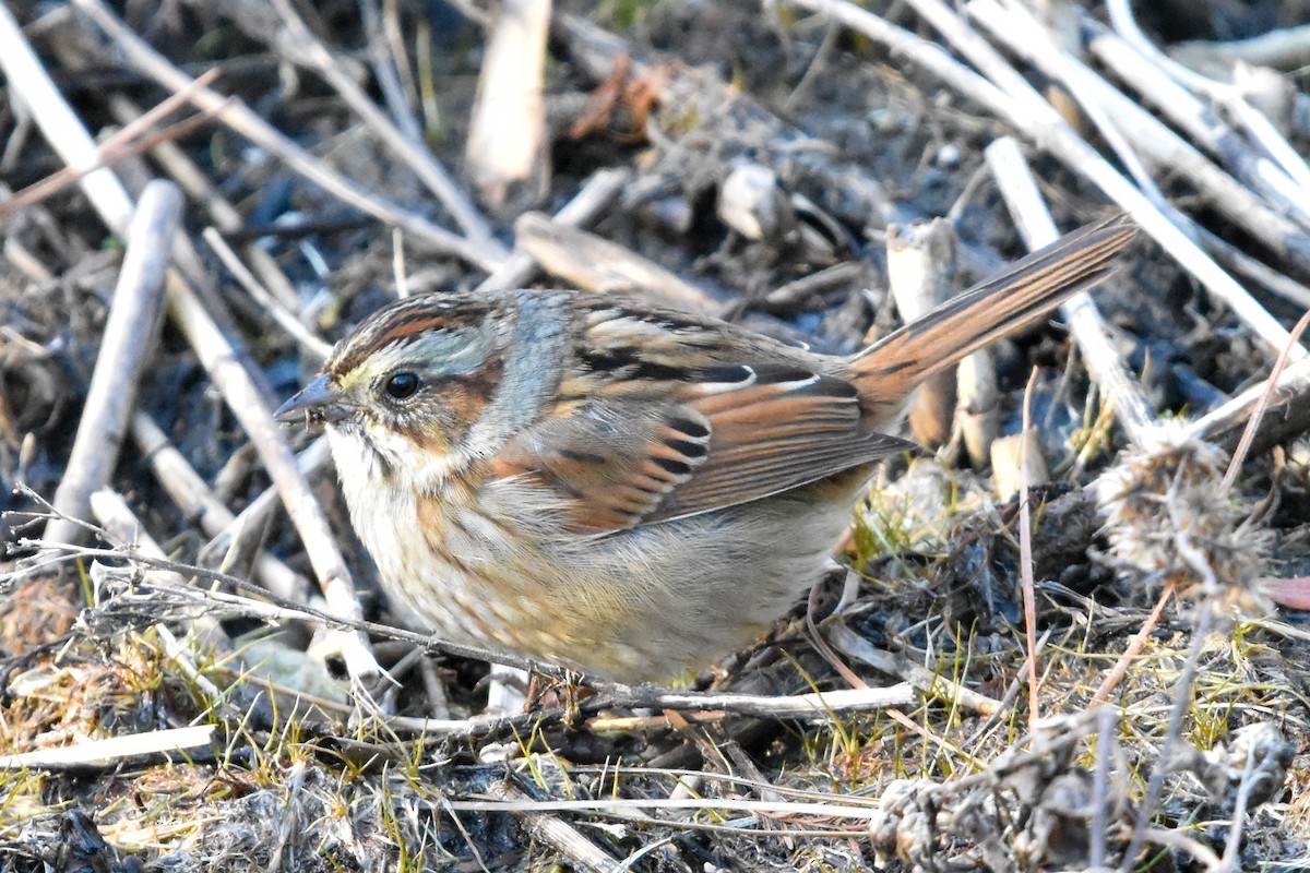 Swamp Sparrow - ML647408341