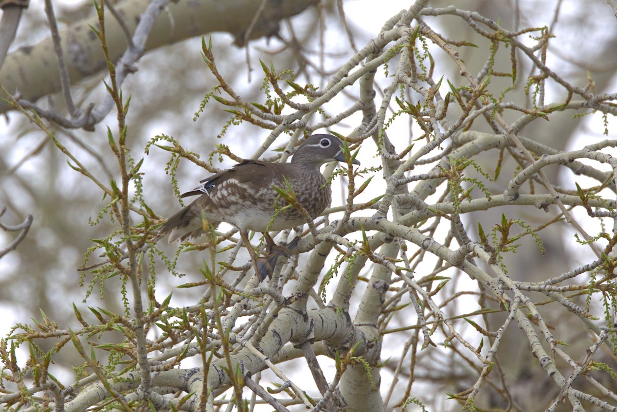 Mandarin Duck - ML647408345