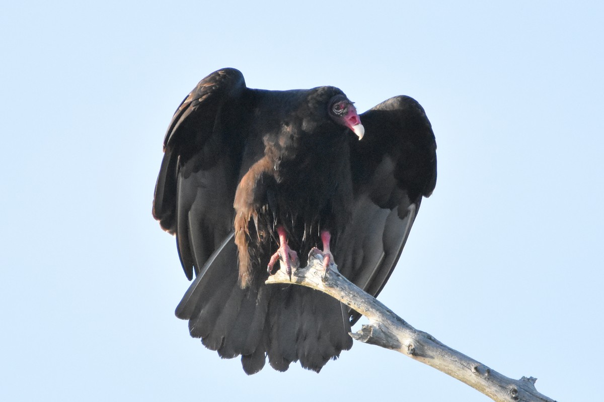 kondor krocanovitý - ML647408354