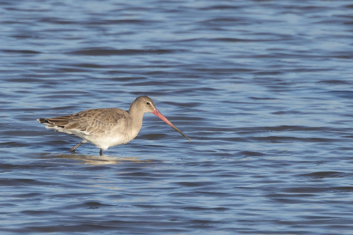 לימוזה מצויה - ML647408357
