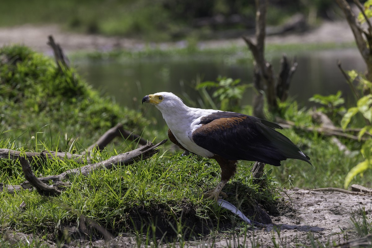 flodørn - ML647408367