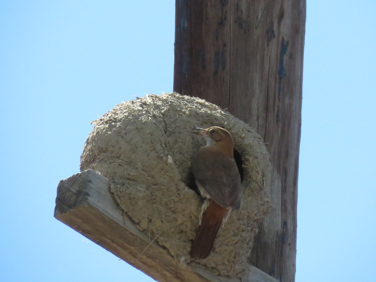 Rufous Hornero - ML647408370