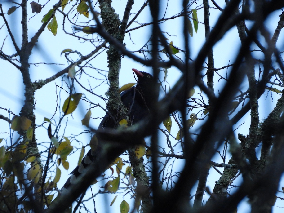 Taiwan Blue-Magpie - ML647408384